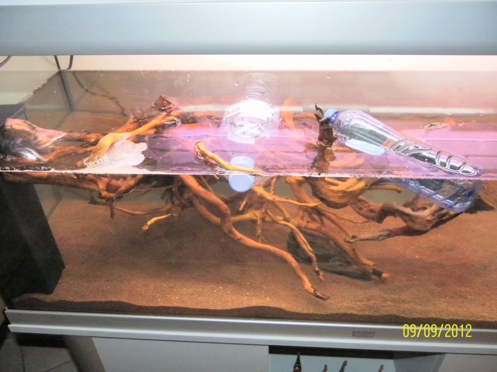 http://i1064.photobucket.com/albums/u363/andyrapster/aquattopia/SAM_5995.jpg