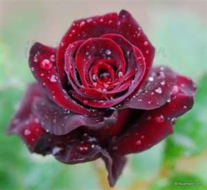 rose Pictures, Images and Photos