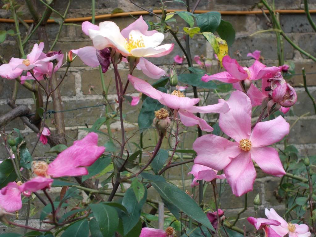 mutabilis photo Picture009_zps531e2c42.jpg