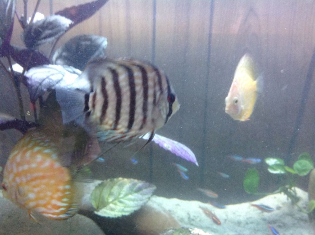Discus, Clamped Fins, Not Eating, Lost Colours, Slight Tilt, Hiding