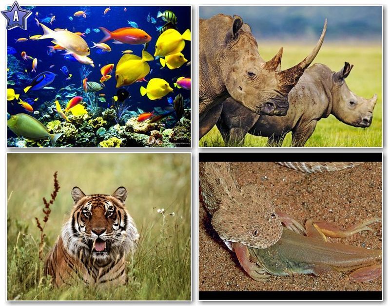60 Amazing Animals Wallpapers 