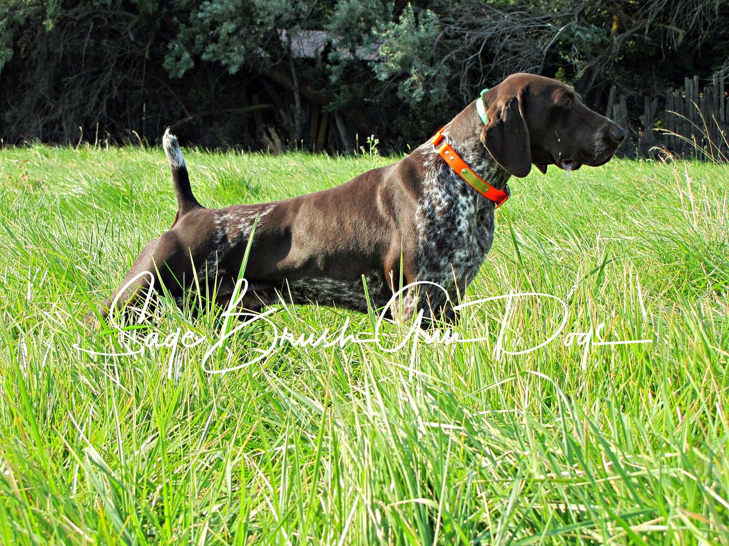 Sage Brush Gun Dogs Washington German Shorthaired Pointer Breeders Gun Dog Breeders