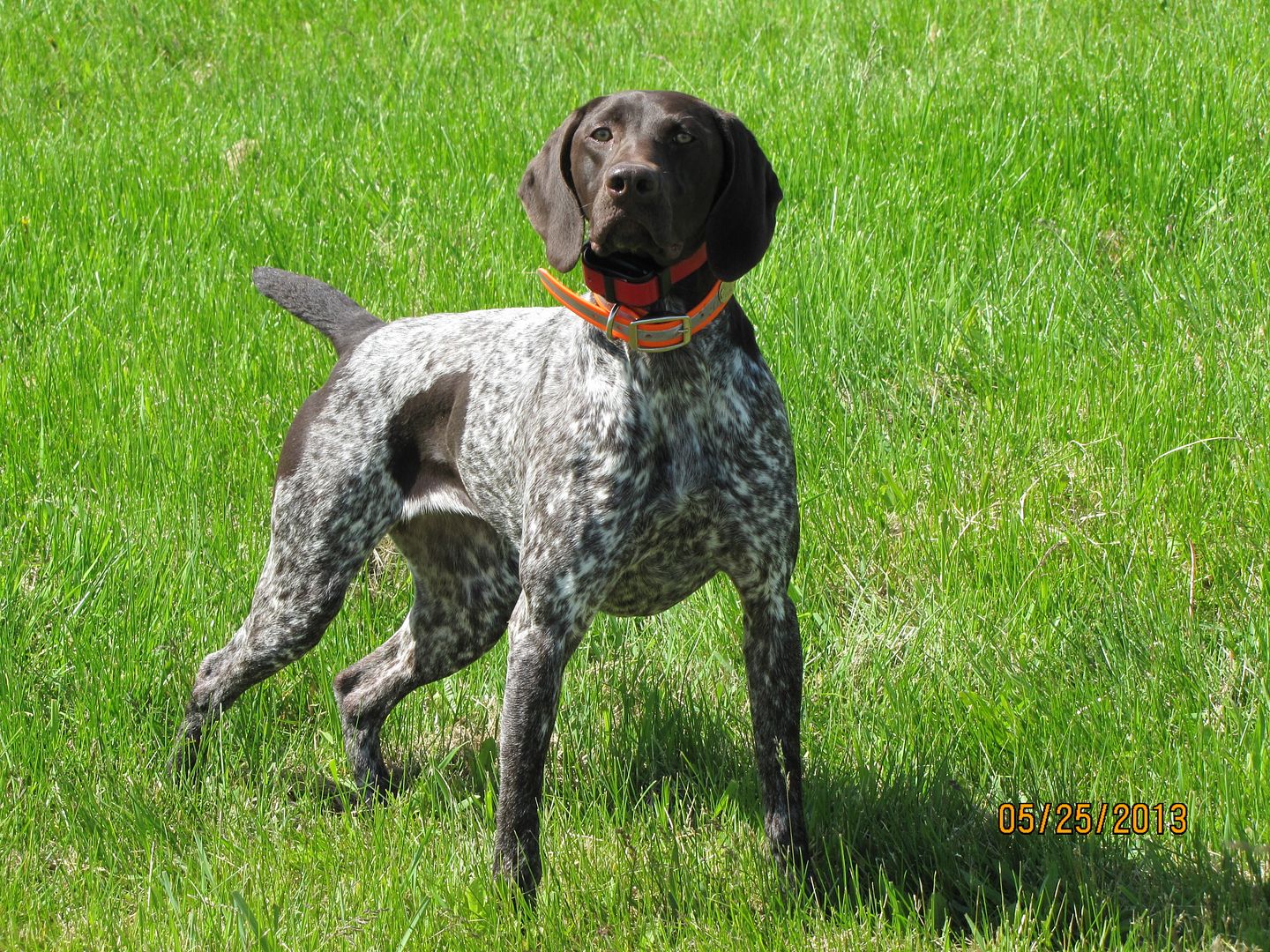 Sage Brush Gun Dogs LLC Washington Deutsch Kurzhaar, German Shorthaired Pointer Breeders Gun