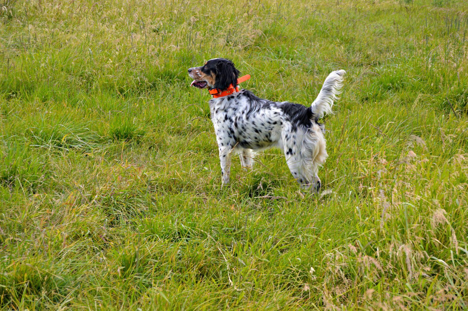 11 Month Tri English Setter English Setters in Ellensburg, Washington
