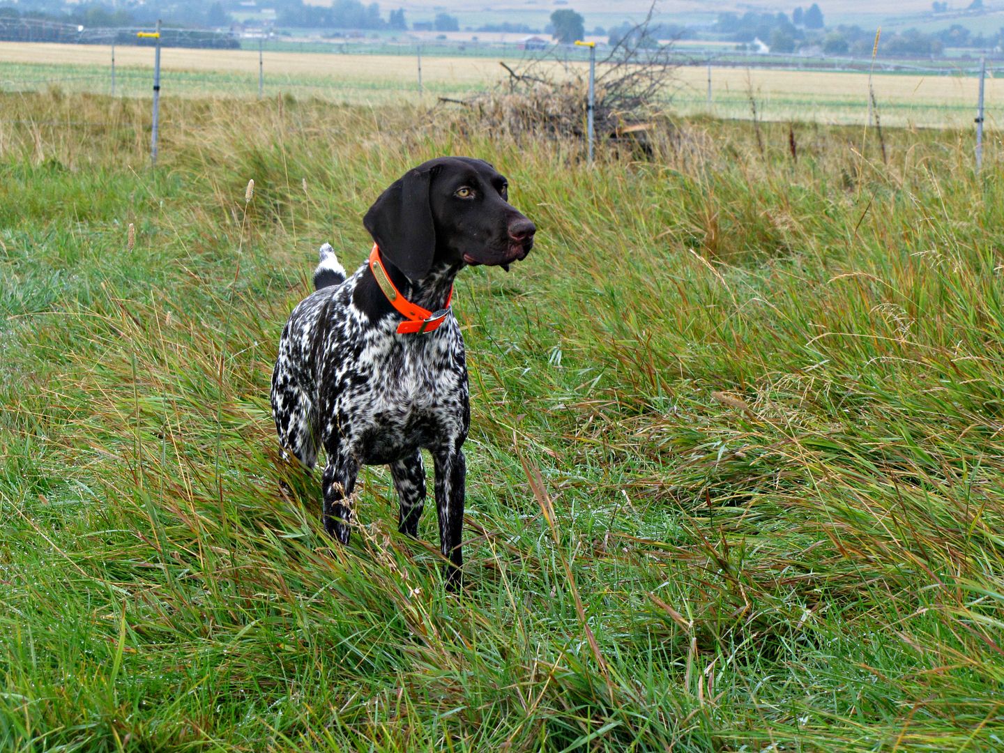 Sage Brush Gun Dogs LLC Washington Deutsch Kurzhaar, German Shorthaired Pointer Breeders Gun