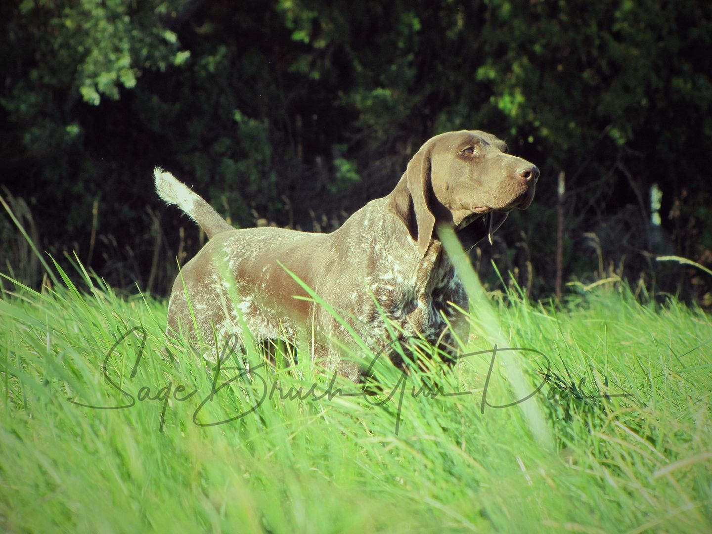 Sage Brush Gun Dogs Washington German Shorthaired Pointer Breeders