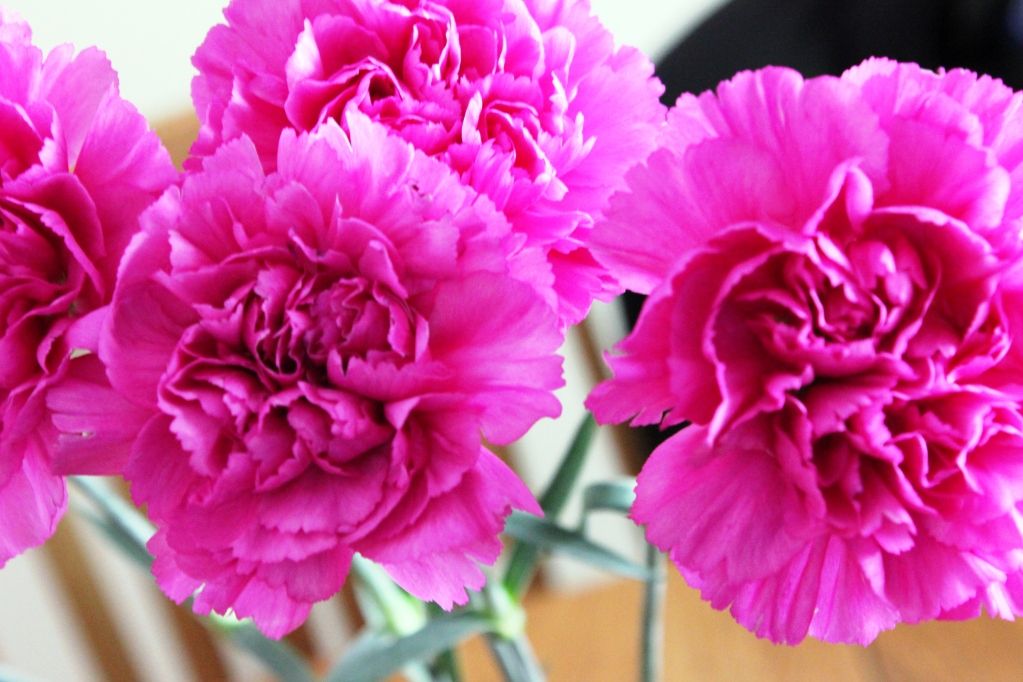 Bright Pink Carnations