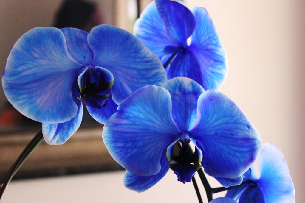 Blue Diamond Orchid