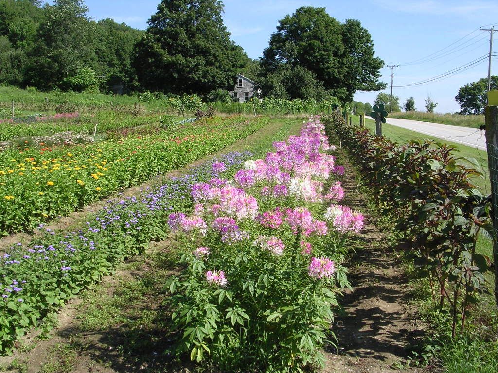 Field of Cleome