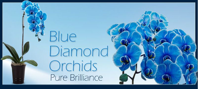 Blue diamond orchid Ad