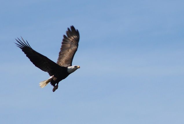 eagle3_zps9c55d559.jpg