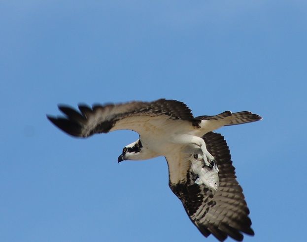 osprey3_zpscdb1a827.jpg