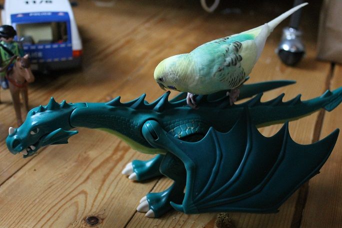 DragonriderBudgie_zps709aa020.jpg