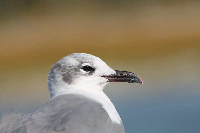 gull1_zps916ceaa2.jpg