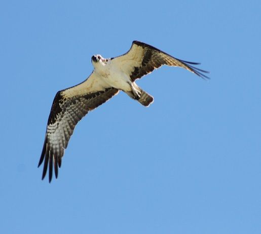 osprey2_zps898e14d5.jpg