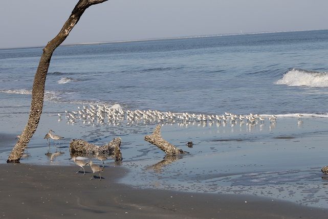 sanderlings1_zpsb7dd84e1.jpg
