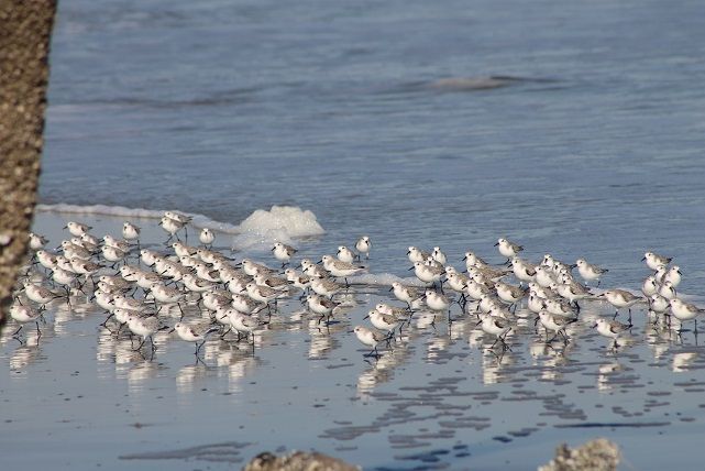 sanderlings2_zps717a34e9.jpg
