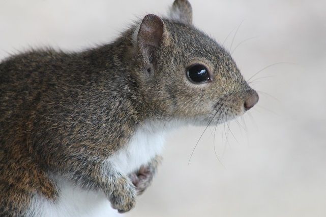 squirrel1_zps80130f6a.jpg