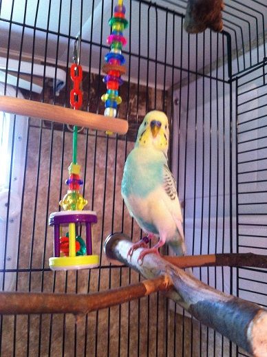tallbudgie_zpscd2b4004.jpg