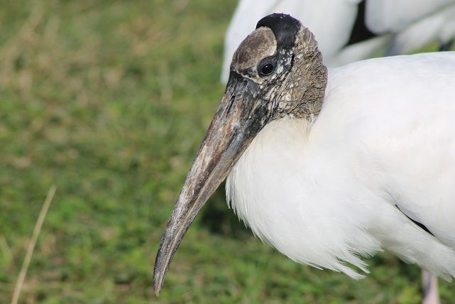 woodstork1_zps20fe9682.jpg