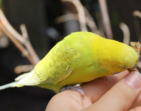 zoobudgie1_zps591e3278.jpg