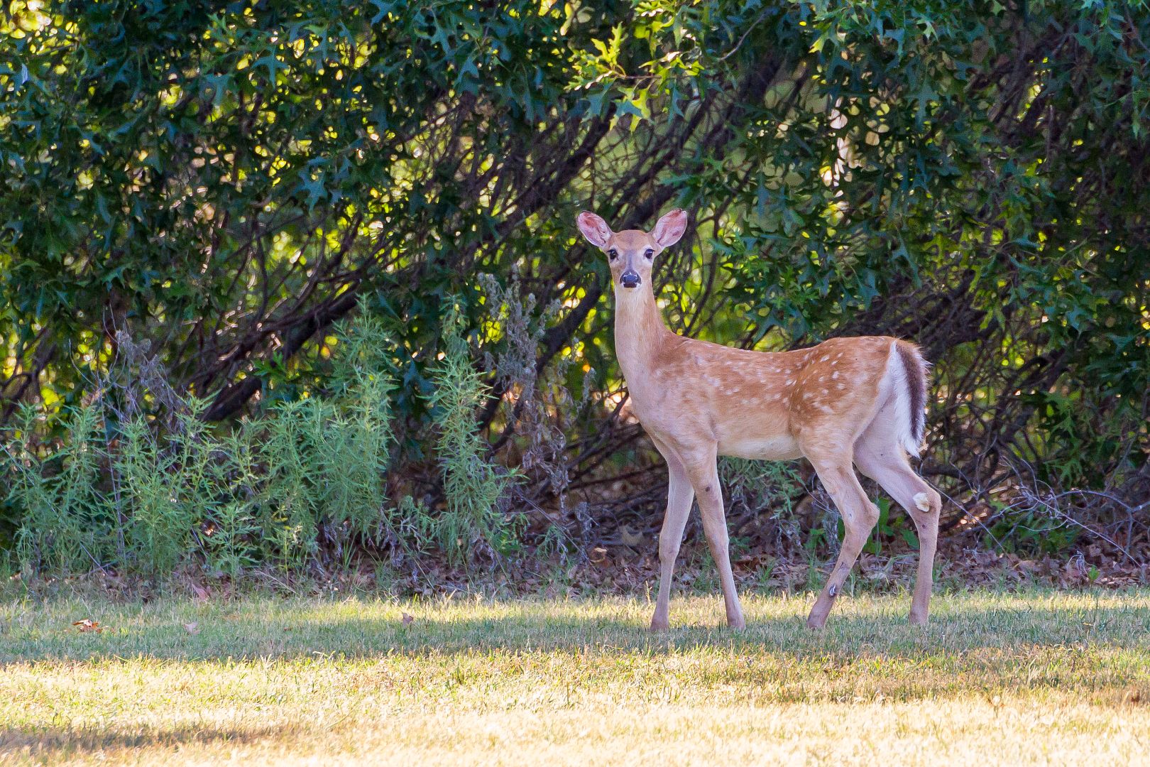 IMAGE: http://i1064.photobucket.com/albums/u376/DavidCov/August%2017%202016/IMG_1970_zpsiyhsgfhg.jpg