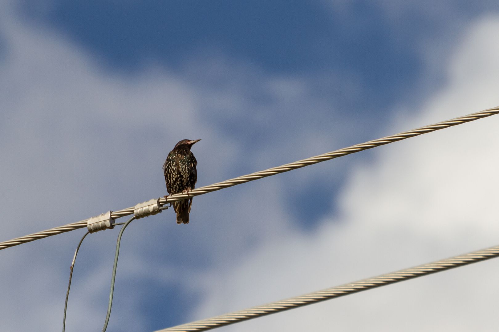 IMAGE: http://i1064.photobucket.com/albums/u376/DavidCov/August%2018%202016/IMG_2066_zps3wcybaiv.jpg