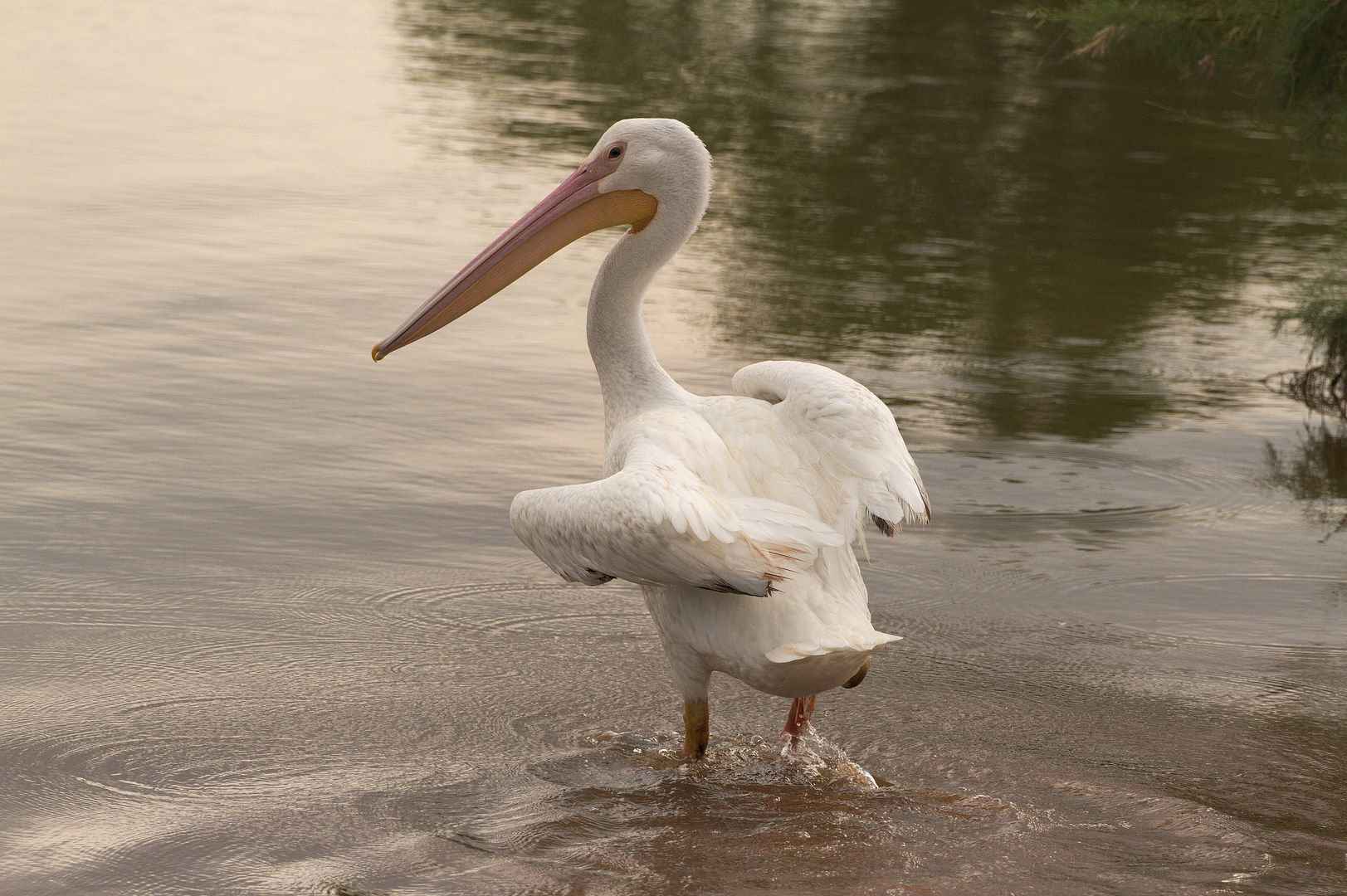 IMAGE: http://i1064.photobucket.com/albums/u376/DavidCov/Birds/IMG_0758_zps4wcor8dd.jpg