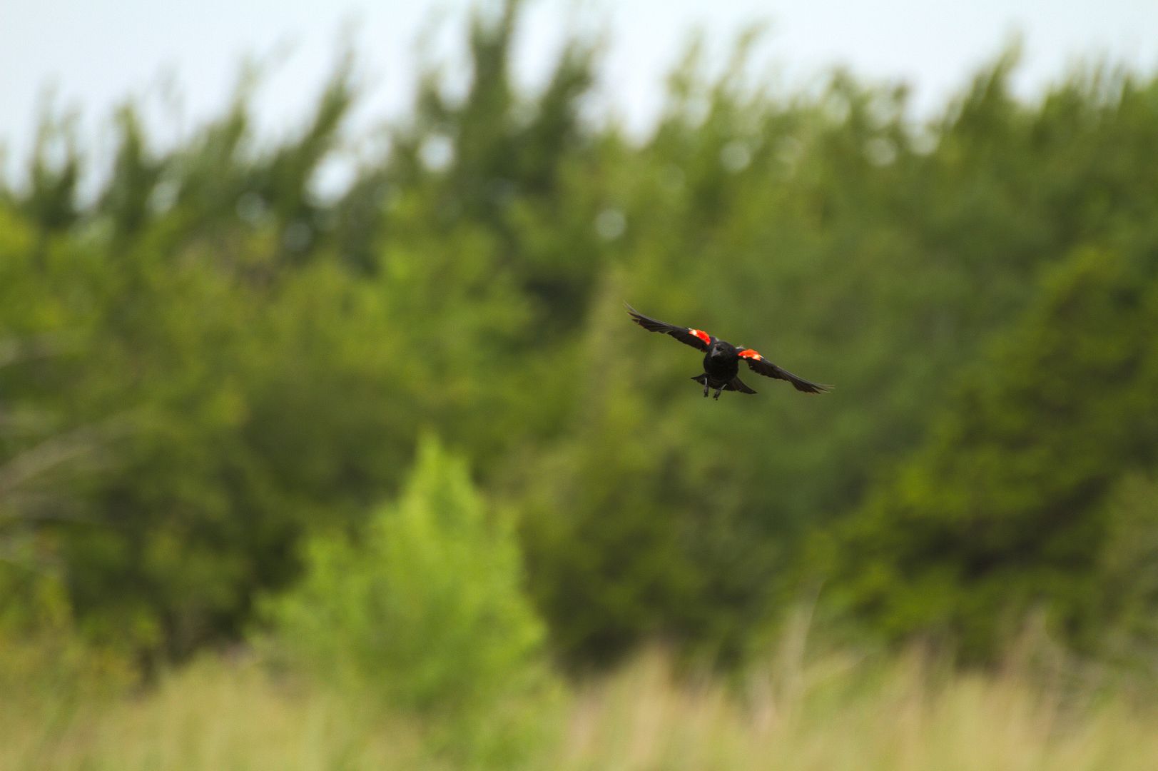 IMAGE: http://i1064.photobucket.com/albums/u376/DavidCov/Birds/IMG_0793_zpsjigdwnpu.jpg