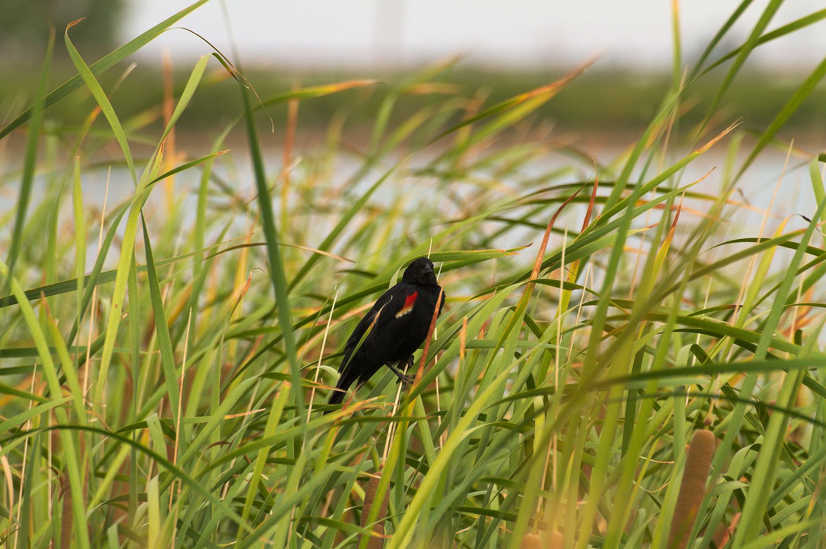 IMAGE: http://i1064.photobucket.com/albums/u376/DavidCov/Birds/IMG_0840_zpsqidslpoc.jpg