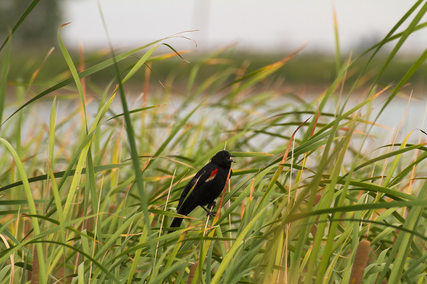 IMAGE: http://i1064.photobucket.com/albums/u376/DavidCov/Birds/IMG_0843_zpsx1b46nih.jpg