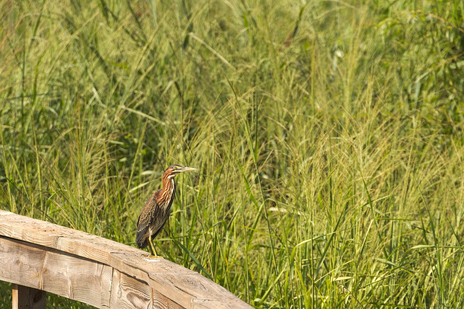 IMAGE: http://i1064.photobucket.com/albums/u376/DavidCov/Birds/IMG_0877_zpst0ci4hib.jpg