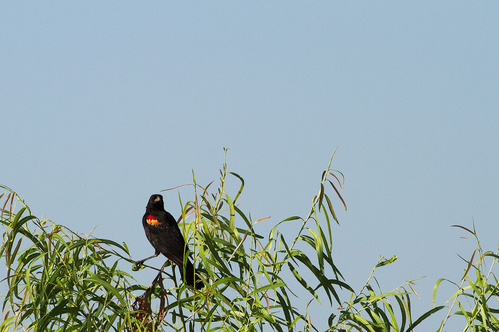 IMAGE: http://i1064.photobucket.com/albums/u376/DavidCov/Birds/IMG_0887_zps8lwvpm7r.jpg