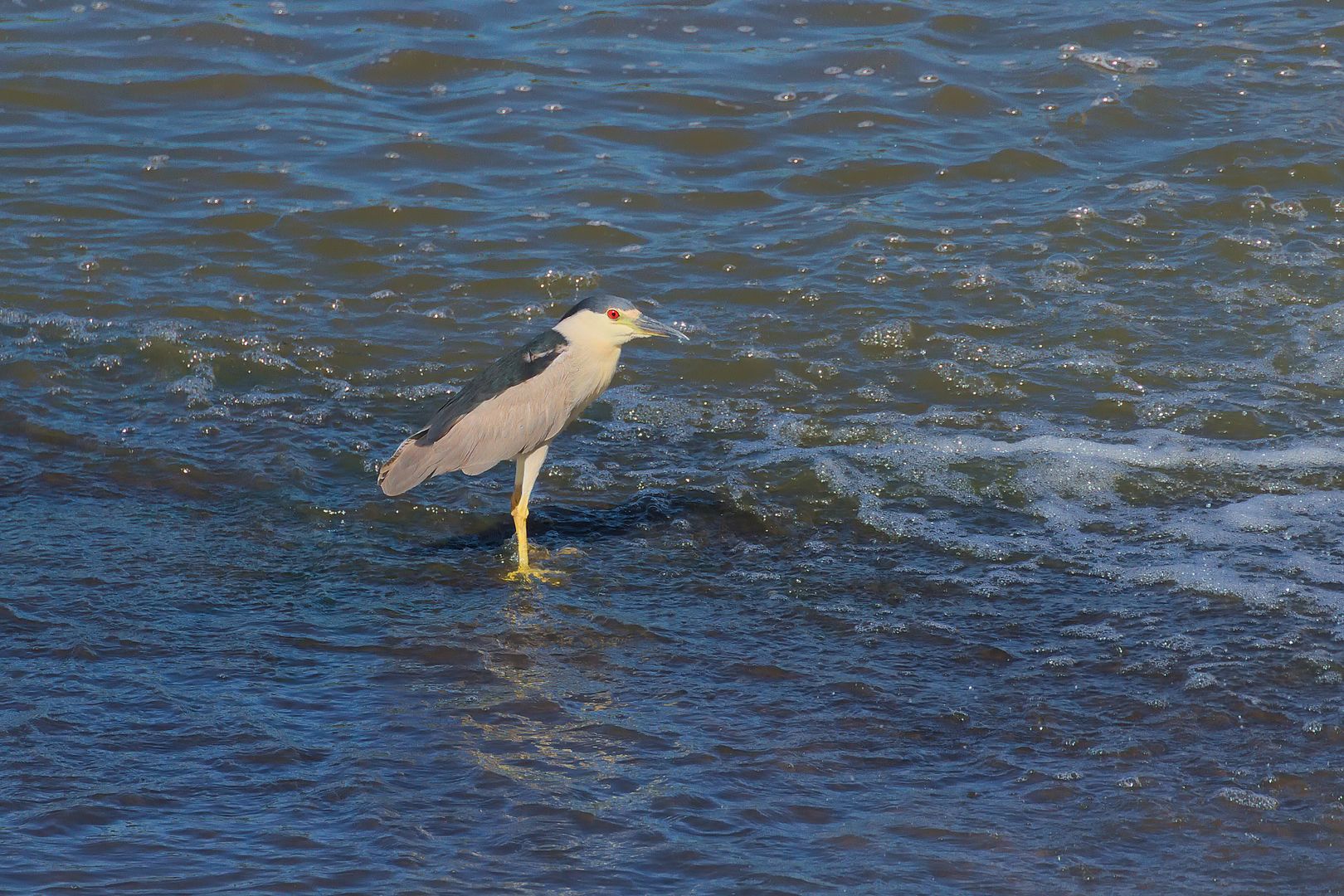 IMAGE: http://i1064.photobucket.com/albums/u376/DavidCov/Birds/IMG_7770_zpsyv7fafxa.jpg