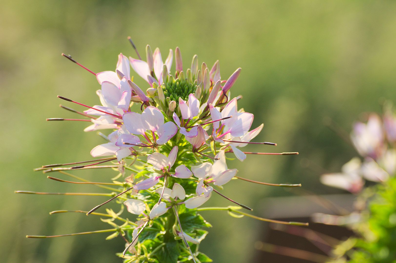 IMAGE: http://i1064.photobucket.com/albums/u376/DavidCov/Flowers/IMG_0720_zpshlpo3ifb.jpg