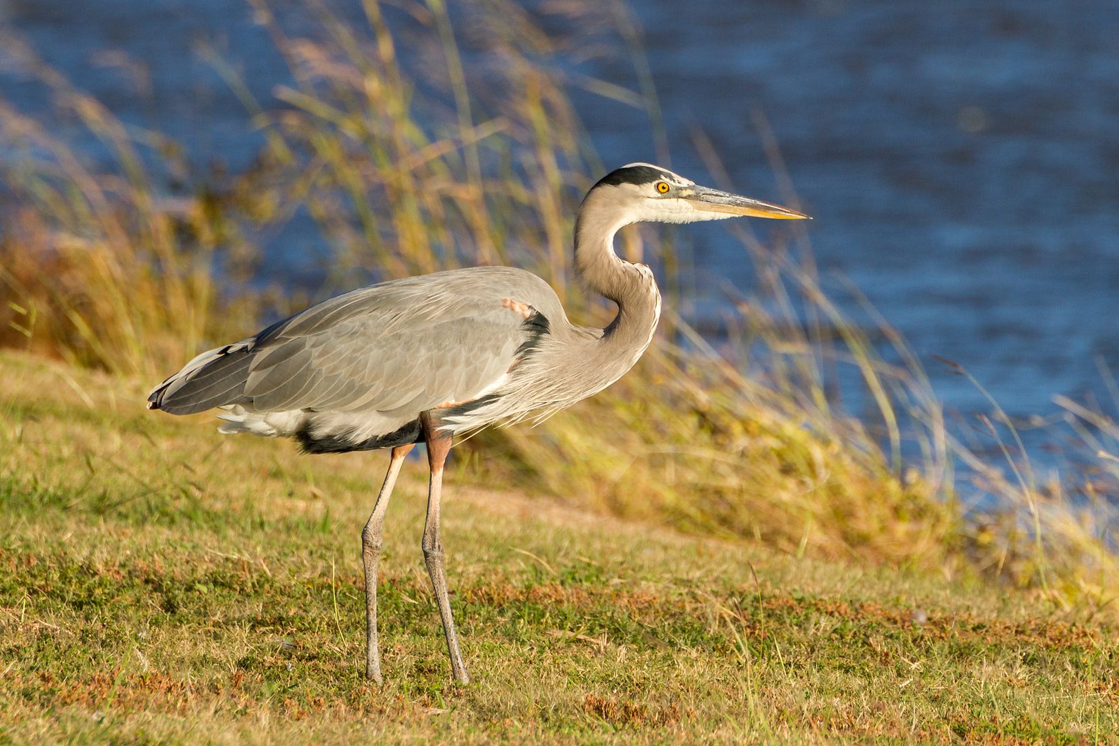 IMAGE: http://i1064.photobucket.com/albums/u376/DavidCov/October%2017%202016/IMG_4419_zpskihwac1p.jpg