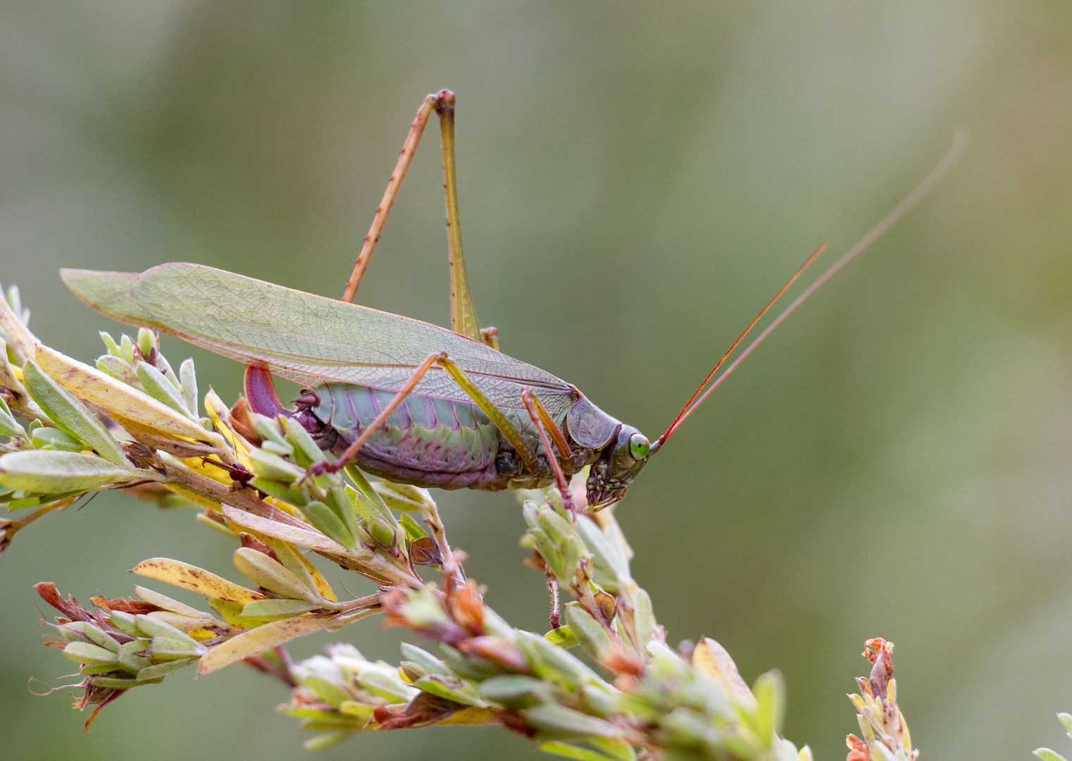 IMAGE: http://i1064.photobucket.com/albums/u376/DavidCov/October%2025%202016/IMG_4678_zpshzemayyr.jpg