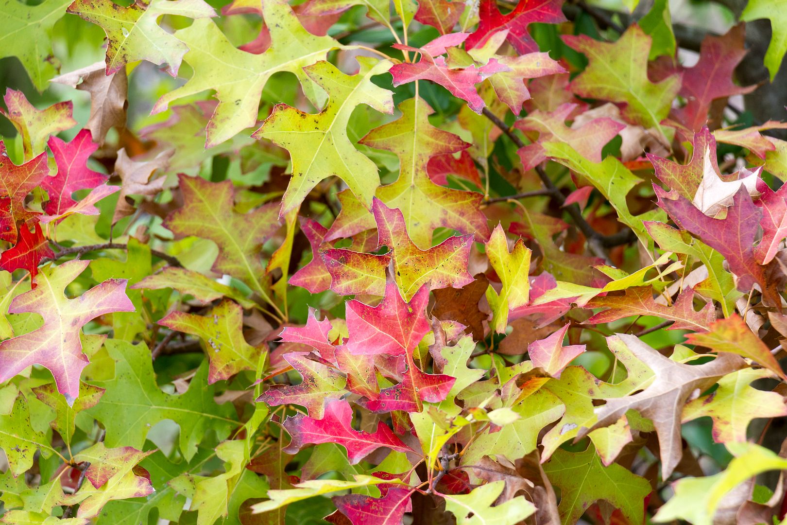 IMAGE: http://i1064.photobucket.com/albums/u376/DavidCov/October%2025%202016/IMG_4715_zpsxclg556s.jpg