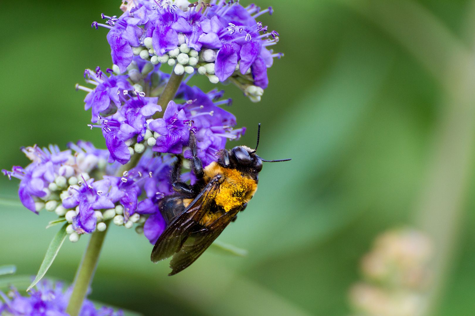 IMAGE: http://i1064.photobucket.com/albums/u376/DavidCov/September%201%202016/IMG_2623_zpsrfszstve.jpg