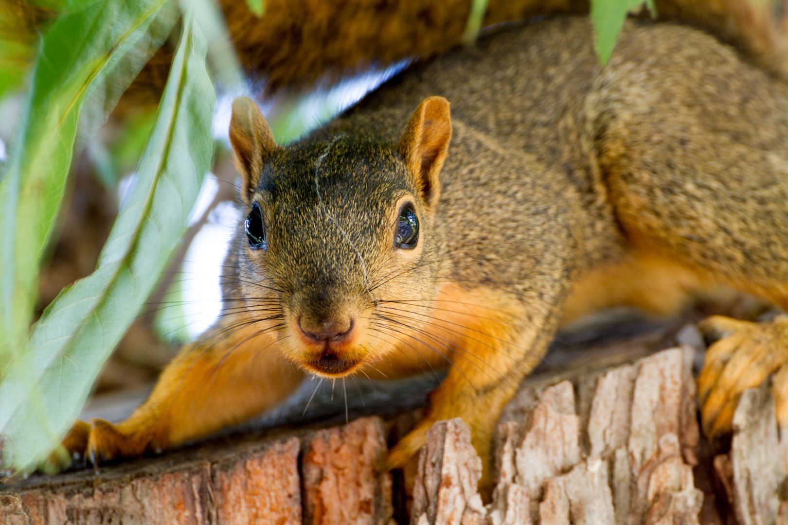 IMAGE: http://i1064.photobucket.com/albums/u376/DavidCov/September%201%202016/IMG_2651_zpsngqayeiq.jpg