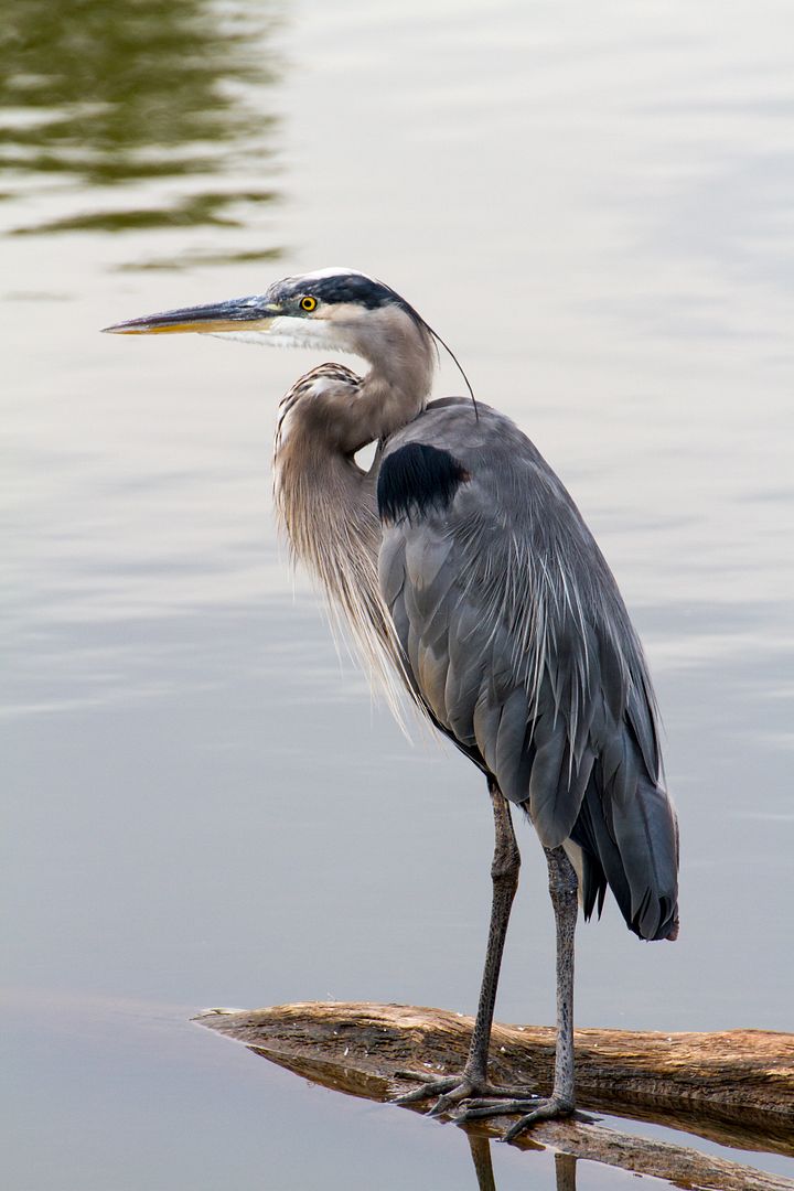 IMAGE: http://i1064.photobucket.com/albums/u376/DavidCov/September%2013%202016/IMG_3220_zpsvlfzhr9r.jpg