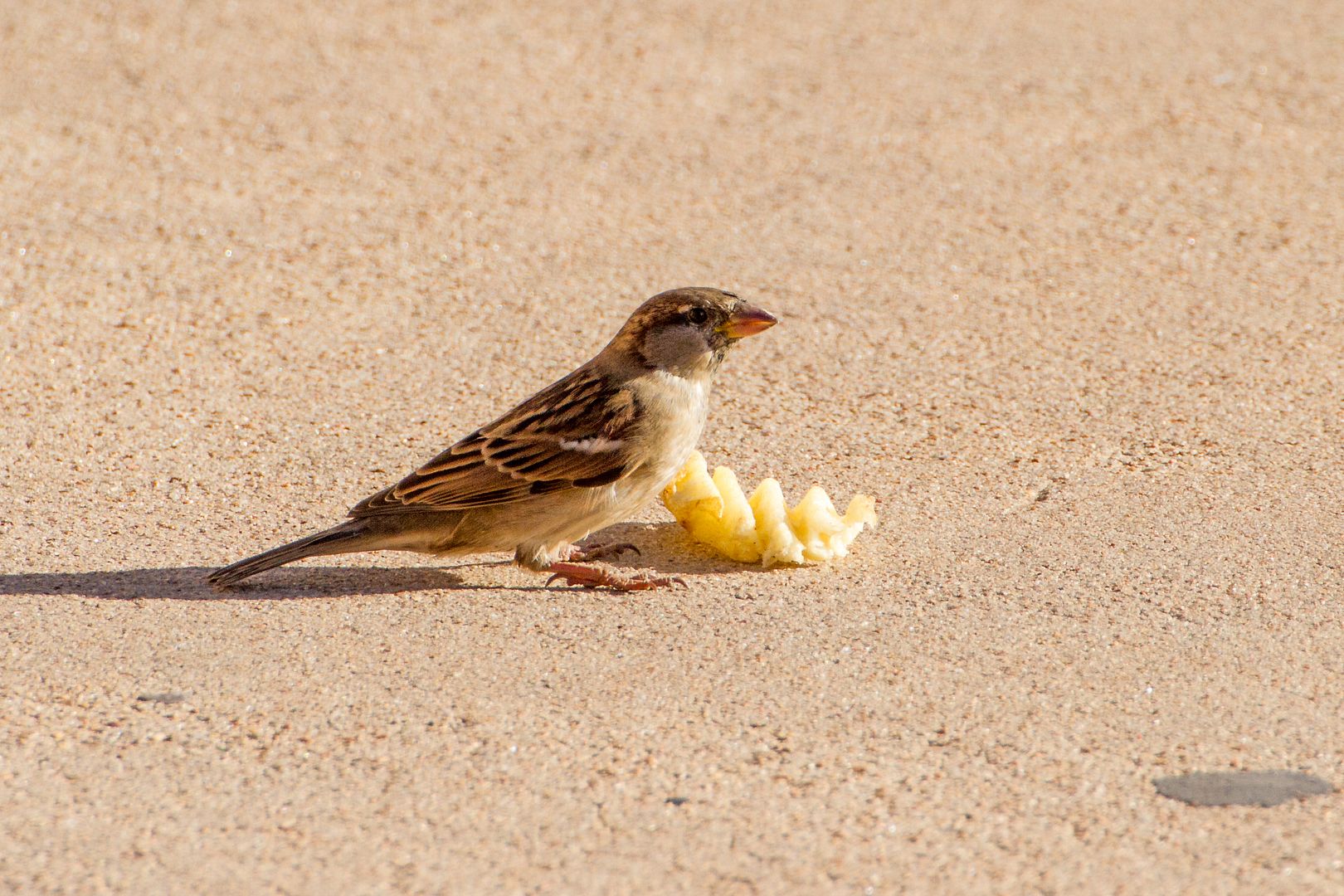 IMAGE: http://i1064.photobucket.com/albums/u376/DavidCov/September%2029%202016/IMG_3959_zpswg0wvyrm.jpg