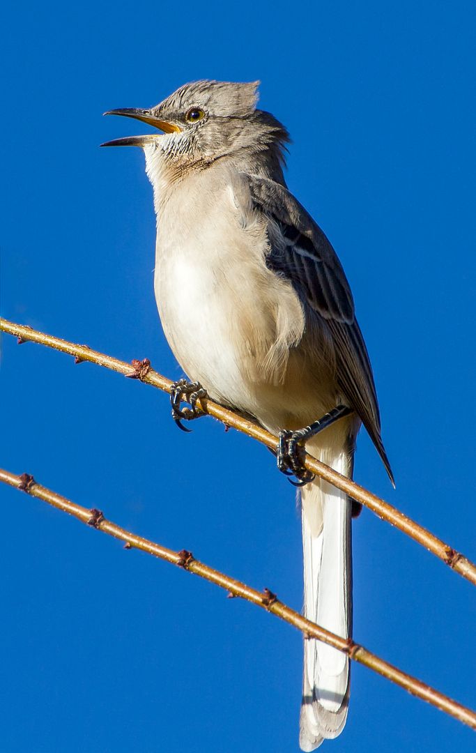 IMAGE: http://i1064.photobucket.com/albums/u376/DavidCov/September%2029%202016/IMG_4010-Edit_zpsu1x6su5v.jpg