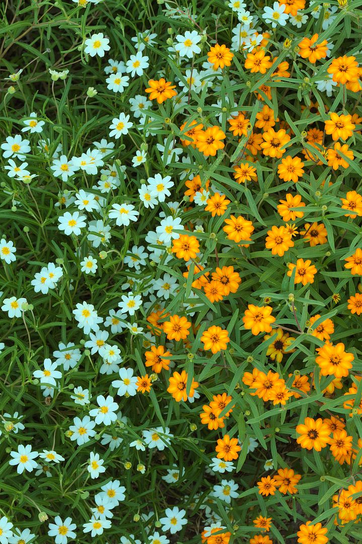 IMAGE: http://i1064.photobucket.com/albums/u376/DavidCov/Will%20Rogers%20Park%20July%2021%202016/IMG_7966_zpse98d6fhl.jpg