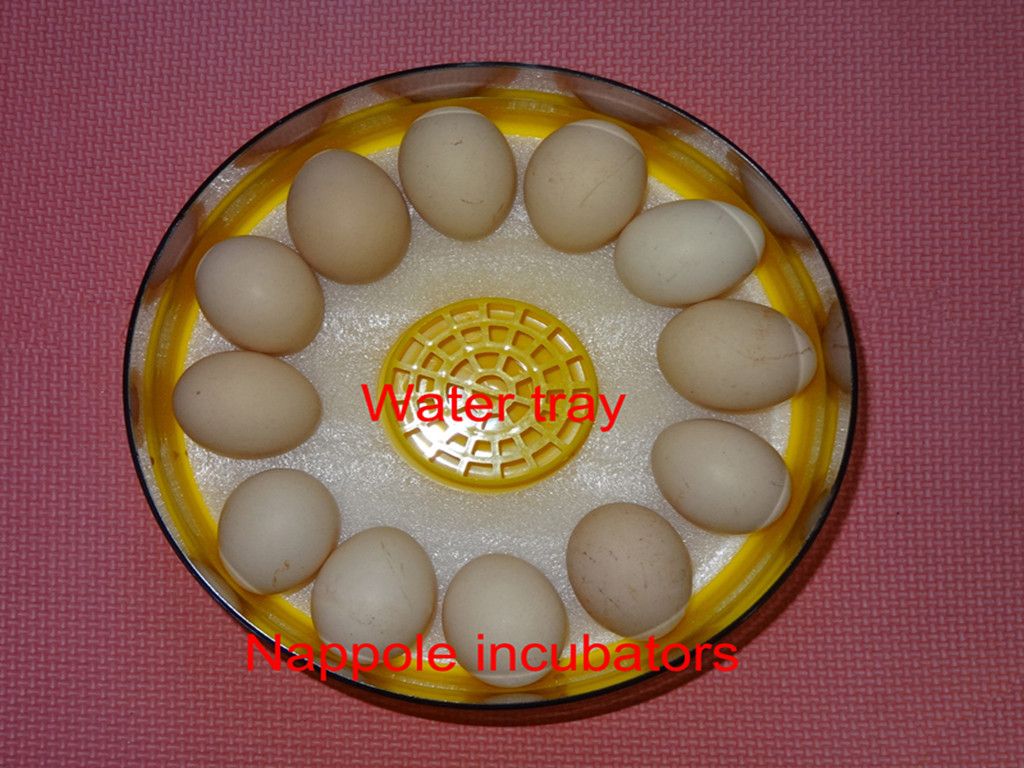 Detalles de Huevos Automática incubadora de pollo Incubadora Codorniz 