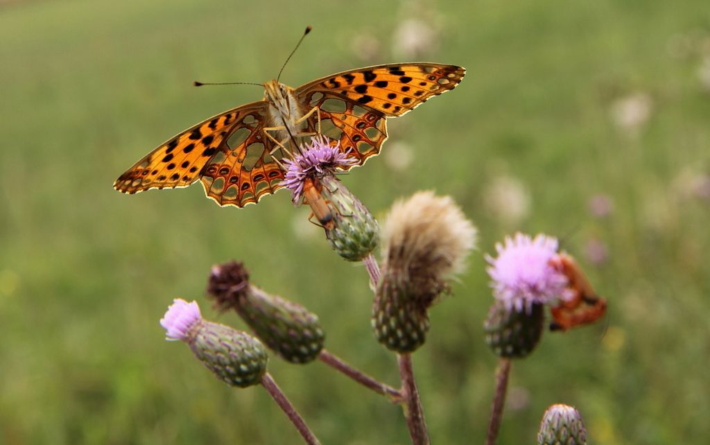 IMAGE: http://i1064.photobucket.com/albums/u378/Meizena/IMG_2175_zps3cyhwube.jpg