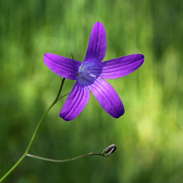 IMAGE: http://i1064.photobucket.com/albums/u378/Meizena/IMG_4730bbb_zps05mkmivr.jpg