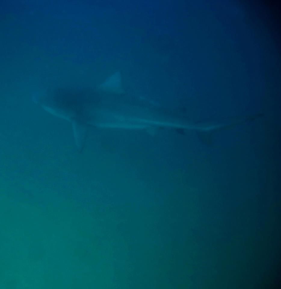 bull-sharks bull-sharks