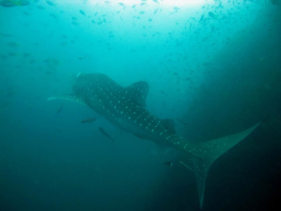 whale-sharks-sail-rock whale-sharks-sail-rock