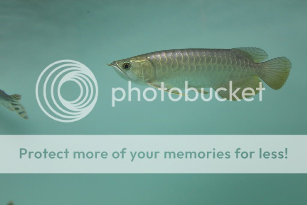 ghxb arowana